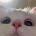 Arctic_cat