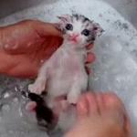 MrSadCat