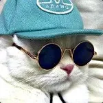 КОТ