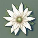 EdelWeiss