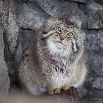 Manul