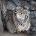 Manul